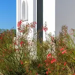 Niva Kamiros